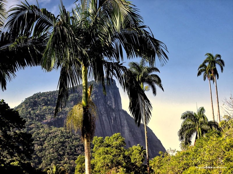 PALMTREE
