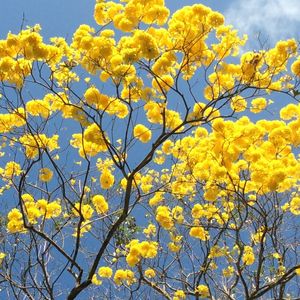 IPÊ EM FLOR