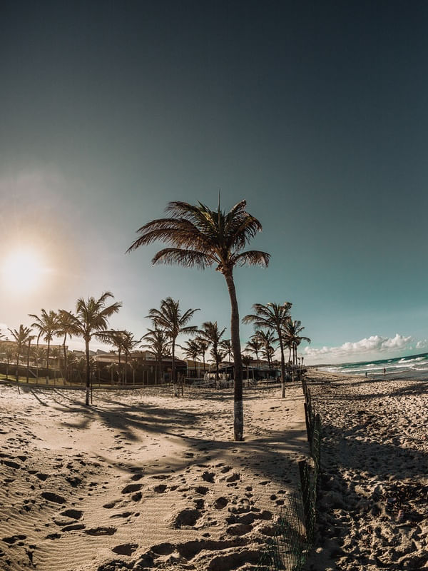 CEARA VERDE