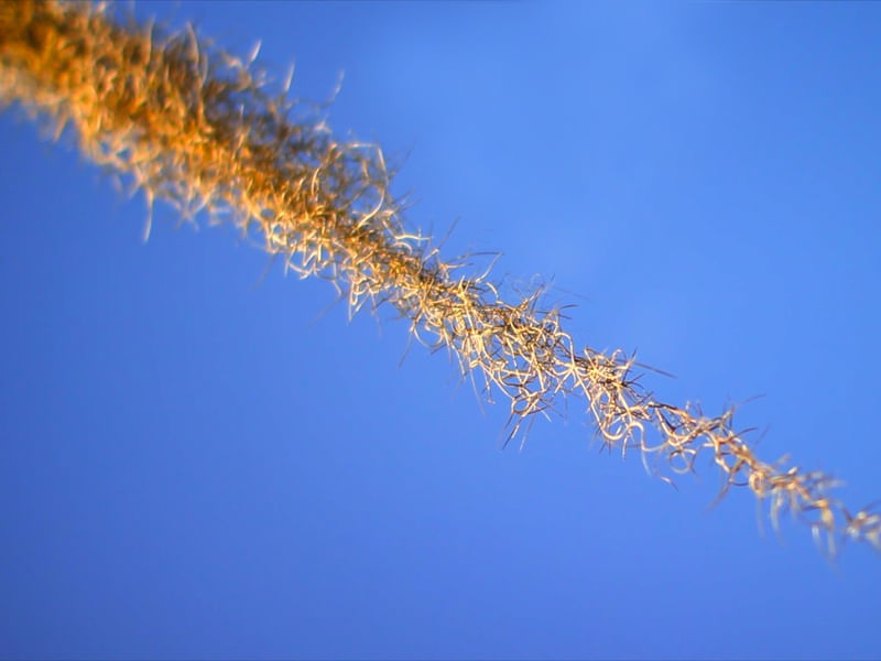 GOLDEN STRIP