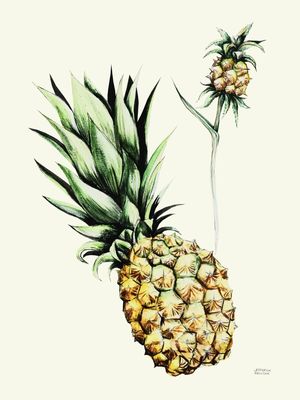 PINEAPPLEACQUA