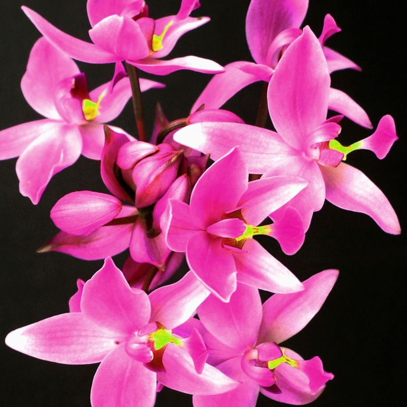 FLOR (18)