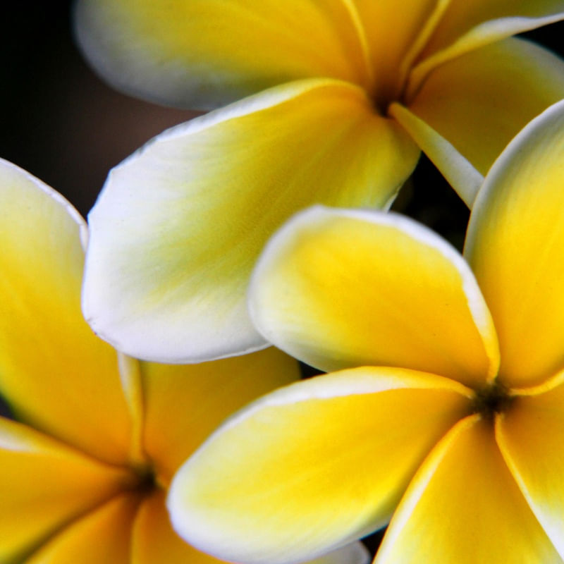 FLOR (11)