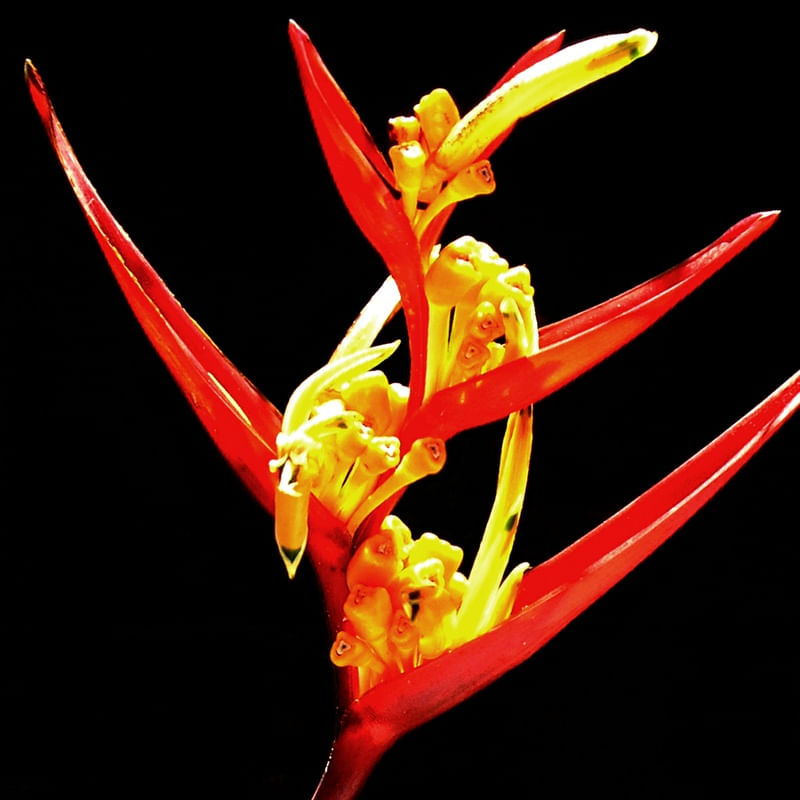FLOR (44)