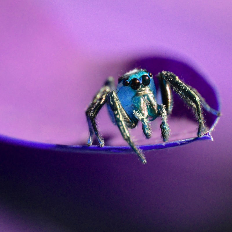 BLAUE SPINNE