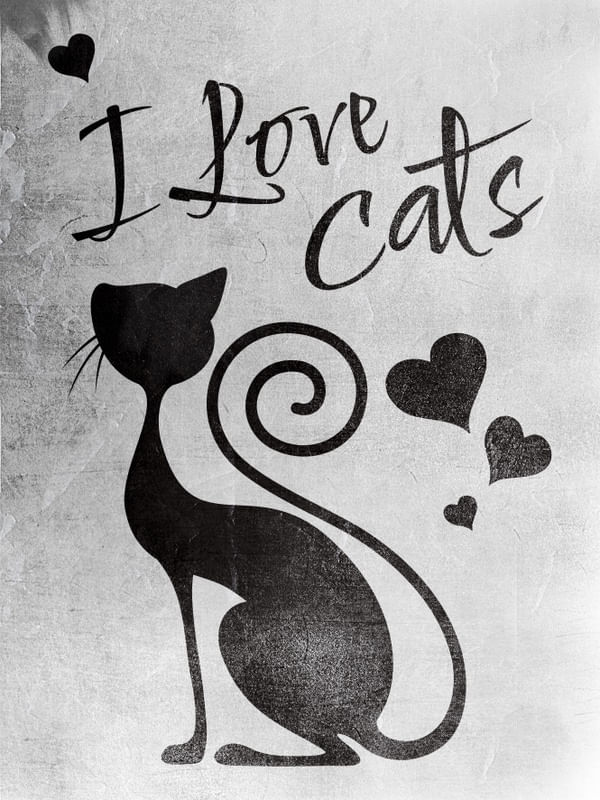 GATO AMOR