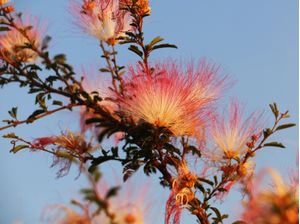 FLOR AO ENTARDECER