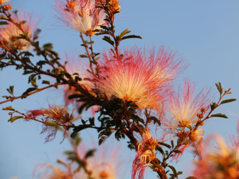 FLOR AO ENTARDECER