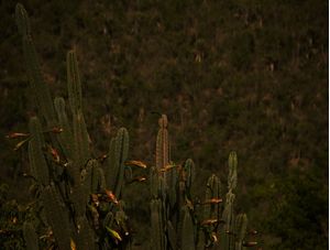 CACTOS GIGANTES