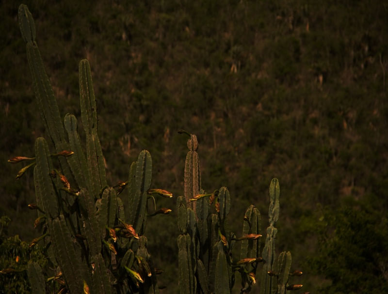 CACTOS GIGANTES