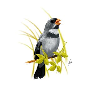 GOLINHA 02
