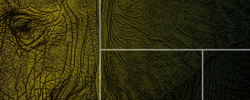 COMPOSIÇÃO VERDE COM ELEFANTE