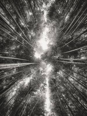 BAMBOO FOREST V