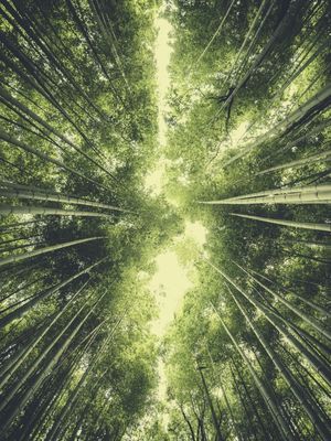 BAMBOO FOREST VI