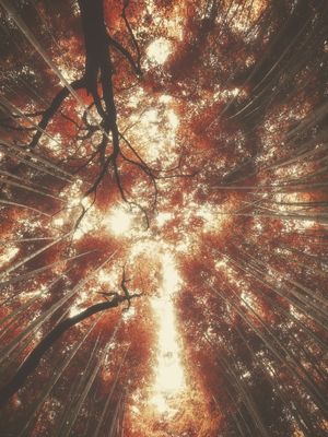 BAMBOO FOREST VII