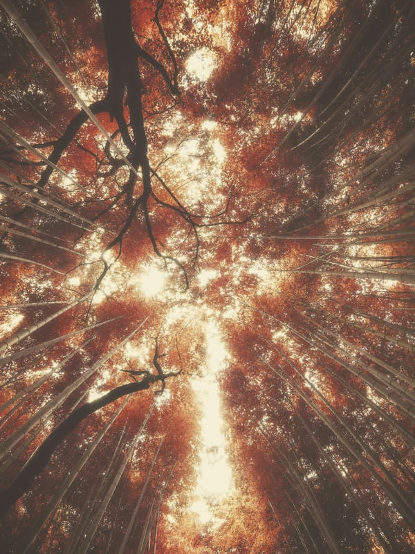 BAMBOO FOREST VII