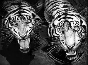 TIGRES