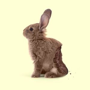 CHOCO BUNNY