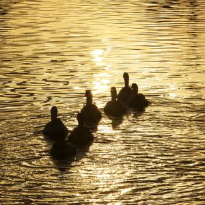 PATOS NADAM AO PÔR-DO-SOL