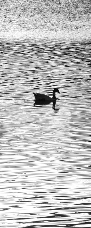PATO, LAGO E SILHUETA