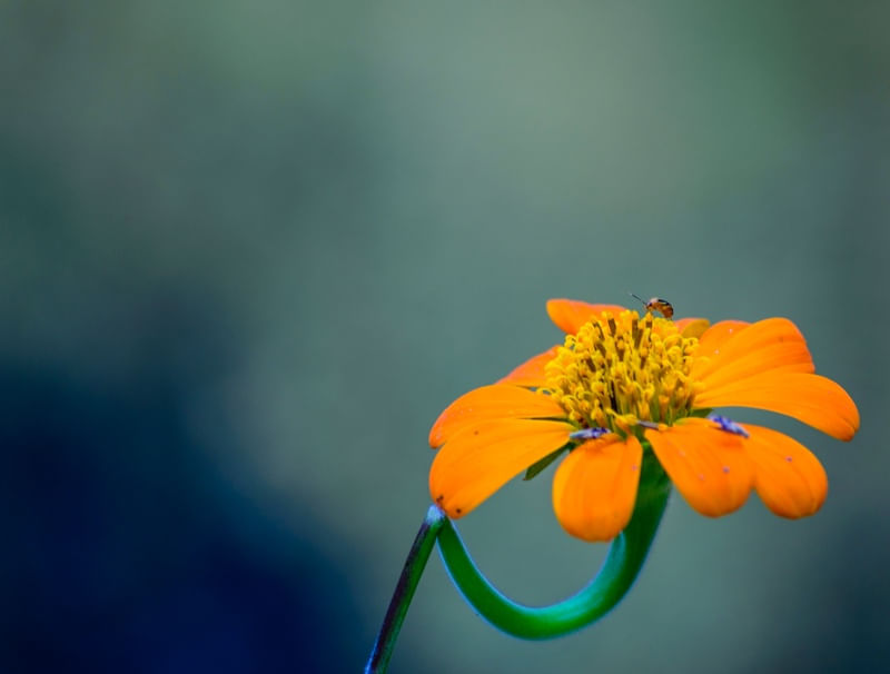 PEQUENA FLOR LARANJA