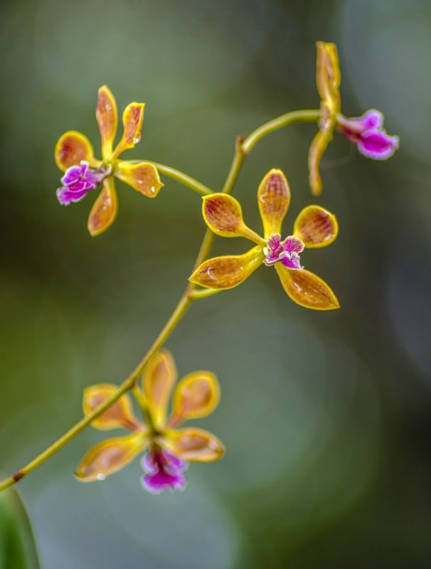 PEQUENA ORQUÍDEA