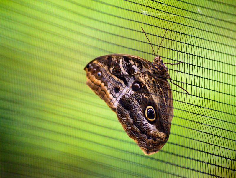 BORBOLETA NA GRADE