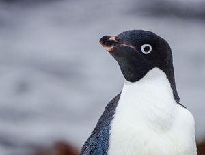 ANIMAIS ANTÁRTICOS9