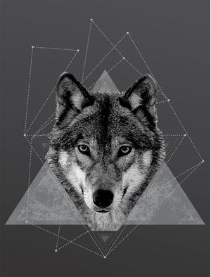LOBO CINZA