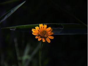 SÉRIE FLORAIS MINIMALISMO 0001