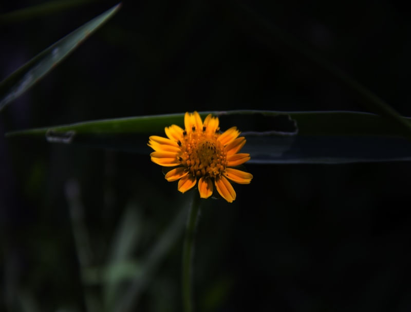 SÉRIE FLORAIS MINIMALISMO 0001