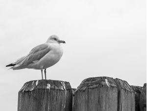 GAIVOTA DE GUARDA