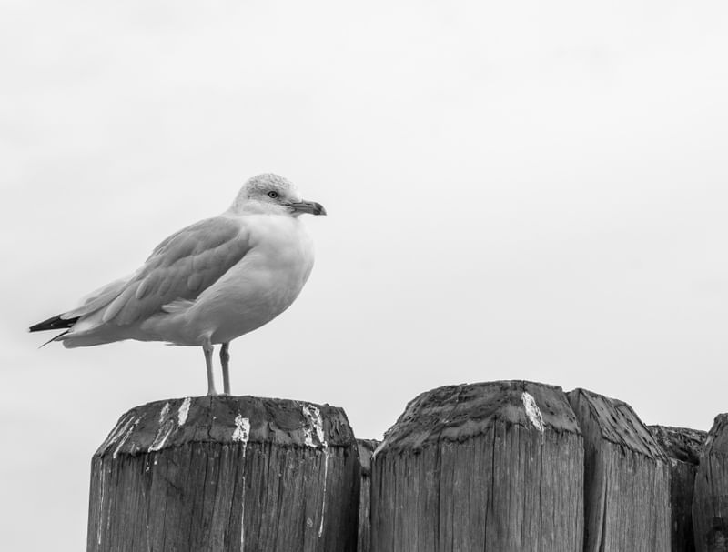 GAIVOTA DE GUARDA