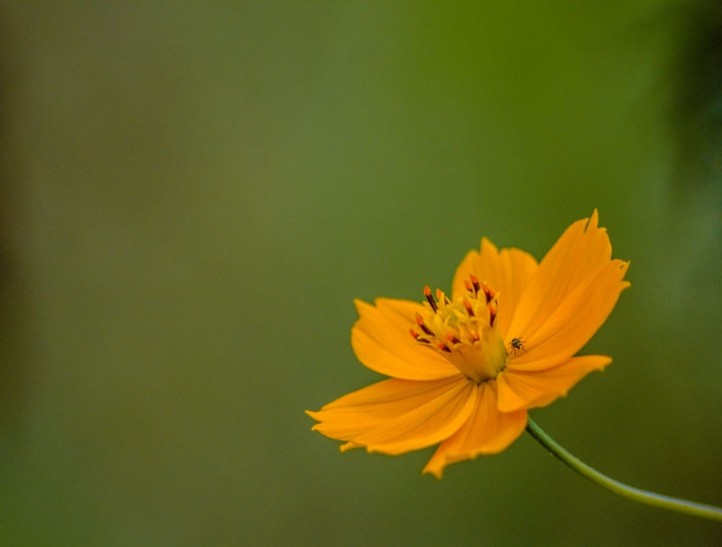 FLOR LARANJA 2