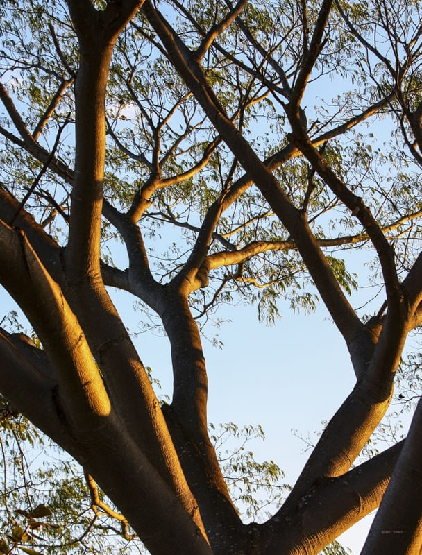 TRONCO NO PARQUE