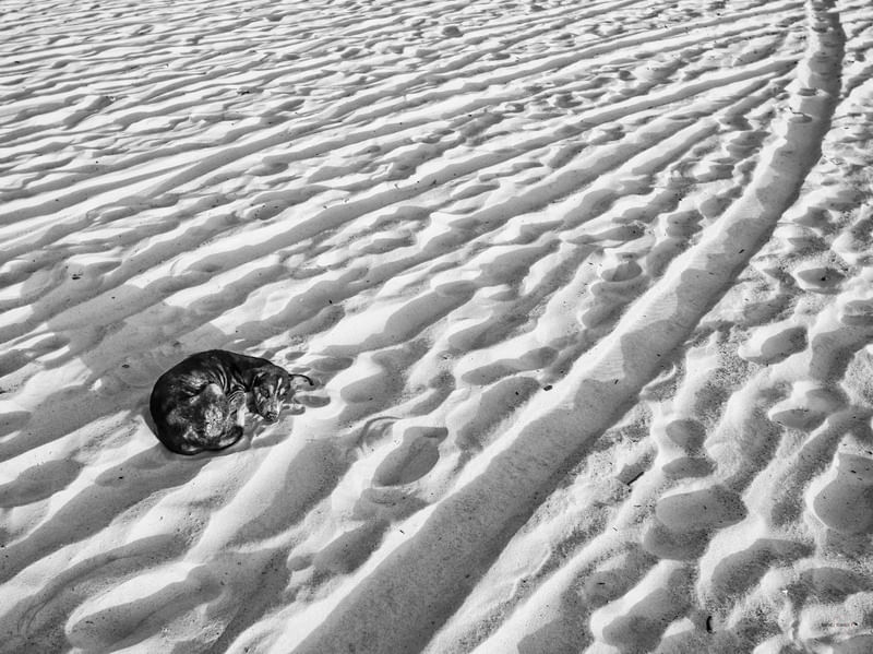 CACHORRO DORMINDO NA PRAIA