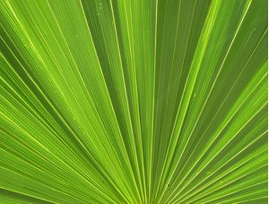 VERDE SOL