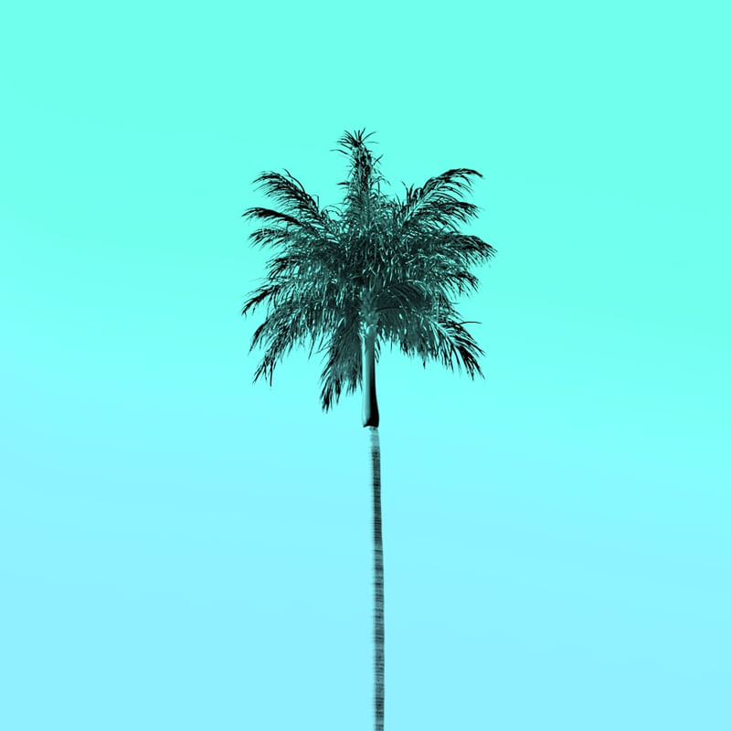 COQUEIRO TROPICAL TURQUESA
