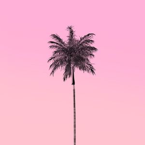 COQUEIRO TROPICAL ROSA