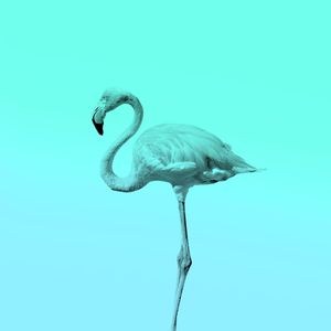 FLAMINGO TROPICAL TURQUESA