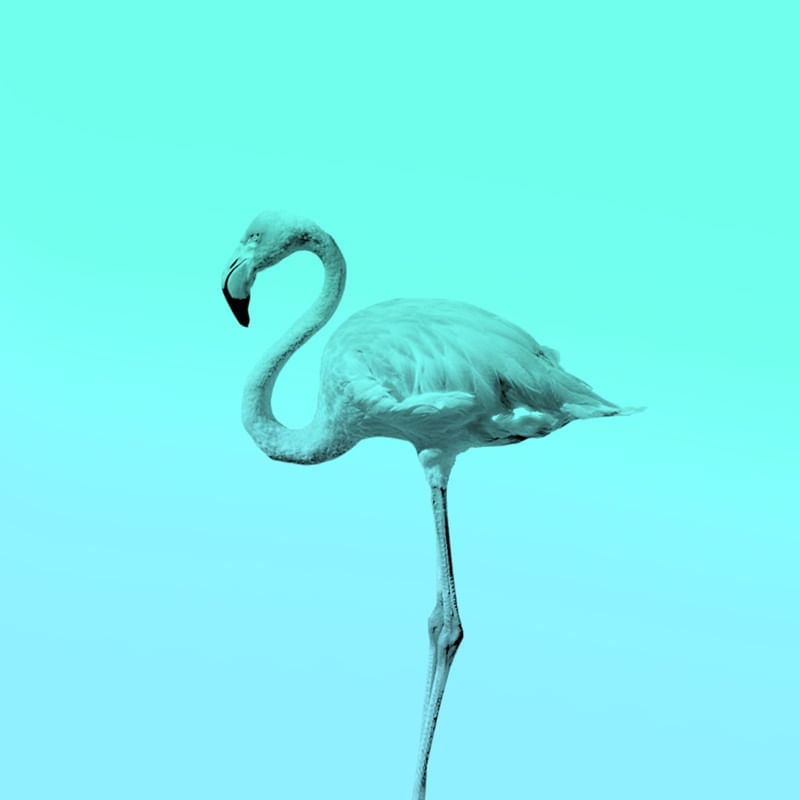 FLAMINGO TROPICAL TURQUESA