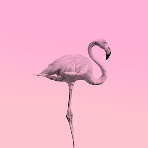 FLAMINGO TROPICAL ROSA