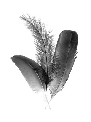 PENAS PRETO E BRANCO