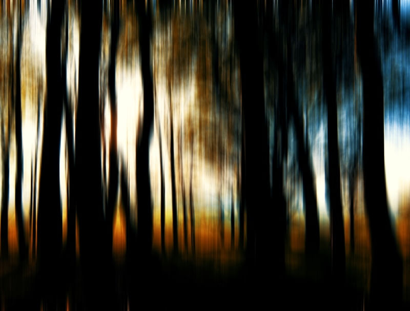 ARVORES EM MOVIMENTO II