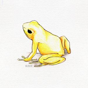 SAPO DOURADO