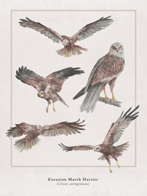 EURASIAN MARSH HARRIER