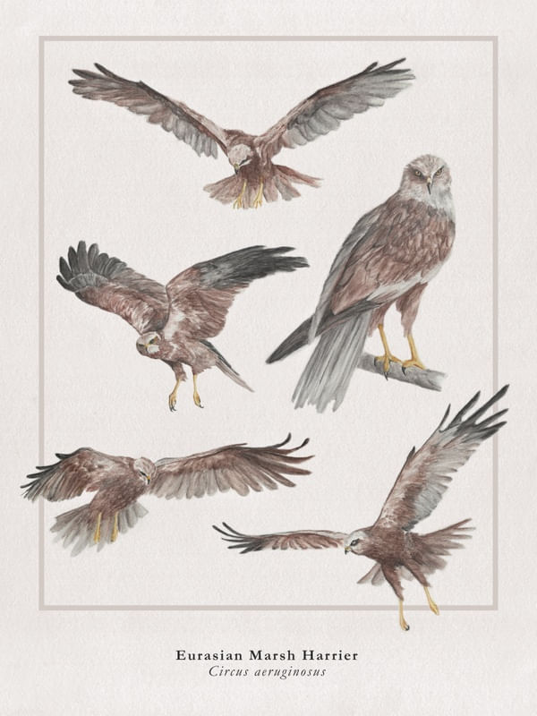 EURASIAN MARSH HARRIER
