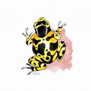 SAPO AMARELO