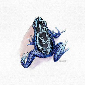 SAPO AZUL