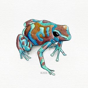 SAPO CORAL